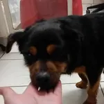 Znaleziono psa, Toruń, 13 grudnia 2025