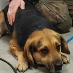 Znaleziono psa, Toruń, 12 grudnia 2025