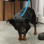 Znaleziono psa, Toruń, 12 grudnia 2025