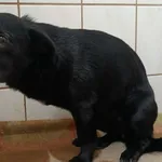 Znaleziono psa, Toruń, 11 grudnia 2025