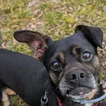 Pies do adopcji, Korabiewice, 14 grudnia 2025