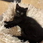 Kot do adopcji, Korabiewice, 14 grudnia 2025