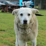 Pies do adopcji, Grudziądz, 11 grudnia 2025