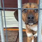 Pies do adopcji, Gorzów Wielkopolski, 13 grudnia 2025