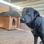 Pies do adopcji, Orzechowce, 15 grudnia 2025