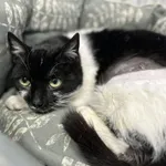 Kot do adopcji, Zgierz, 16 grudnia 2025