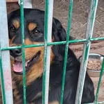 Pies do adopcji, Gorzów Wielkopolski, 13 grudnia 2025