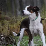 Suczka poz. 25/0518 w DT