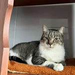 Kot do adopcji, Tychy, 25 listopada 2025