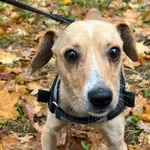 KAJKO – mały piesek po interwencji