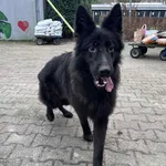 GW/250/25/25  Fergus  - data przyjęcia - 12.12.2025