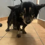 Znaleziono psa, Sosnowiec, 14 grudnia 2025