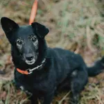 Pies do adopcji, Platerówka, 15 grudnia 2025