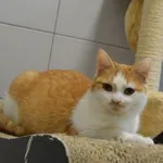 Kedi - koci szkrab
