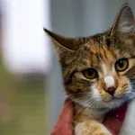 Kot do adopcji, Racławice, 15 grudnia 2025