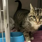 Znaleziono kota, Toruń, 15 grudnia 2025