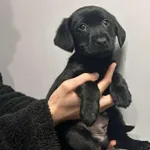 Znaleziono psa, Toruń, 15 grudnia 2025