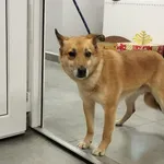 Znaleziono psa, Toruń, 16 grudnia 2025