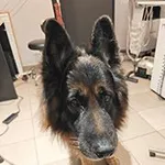 Znaleziono psa, Siedlce, 14 grudnia 2025