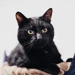 Kot do adopcji, Częstochowa, 29 lipca 2025