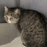 Kot do adopcji, Racławice, 12 grudnia 2025