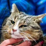 Kot do adopcji, Racławice, 12 grudnia 2025