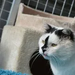 Kot do adopcji, Oborniki, 11 sierpnia 2025