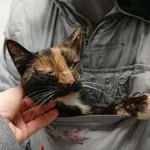 Znaleziono kota, Toruń, 14 grudnia 2025