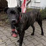 Znaleziono psa, Lublin, 16 grudnia 2025