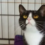 Znaleziono kota, Sosnowiec, 12 grudnia 2025