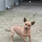 Pies do adopcji, Milanówek, 18 grudnia 2025