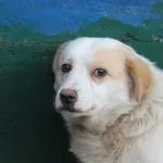 Pies do adopcji, Nowy Dwór Mazowiecki, 17 grudnia 2025