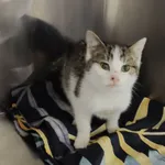 Kot do adopcji, Włocławek, 16 grudnia 2025