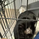 Znaleziono kota, Sosnowiec, 16 grudnia 2025