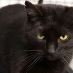 Znaleziono kota, Sosnowiec, 16 grudnia 2025