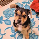 Pies do adopcji, Olsztyn, 11 grudnia 2025