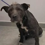 Znaleziono psa, Toruń, 15 grudnia 2025