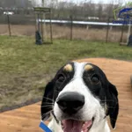 Znaleziono psa, Szczecin, 15 grudnia 2025