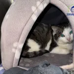 Znaleziono kota, Szczecin, 30 listopada 2025