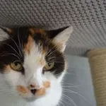 LARWA - kocia seniorka