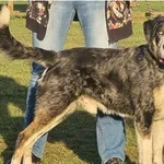 Pies do adopcji, Wrocław, 8 grudnia 2025