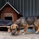 Pies do adopcji, Milanówek, 16 grudnia 2025