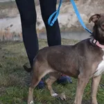 Pies do adopcji, Chełmek, 18 listopada 2025