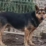 Znaleziono psa, Pieckowo, 16 grudnia 2025