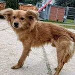 Znaleziono psa, Pieckowo, 16 grudnia 2025