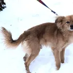 Znaleziono psa, Pieckowo, 16 grudnia 2025