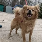 Znaleziono psa, Pieckowo, 16 grudnia 2025