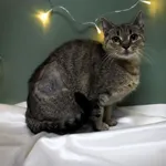 Znaleziono kota, Sosnowiec, 2 grudnia 2025