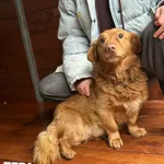 Pies do adopcji, Rytlów, 18 grudnia 2025