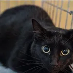 Kot do adopcji, Wrocław, 29 listopada 2025